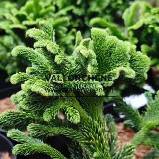 Cockscomb shaped foliage of CRYPTOMERIA japonica 'Tomahawk'