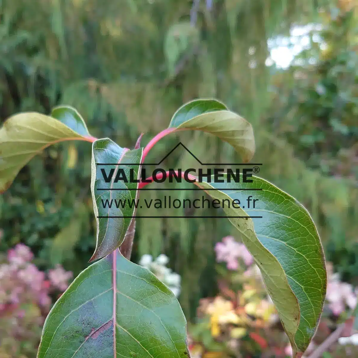 Feuillage vert avec les pétioles rouges du EMMENOPTERYS henryi