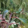 Green foliage with red petioles of EMMENOPTERYS henryi Green foliage with red petioles of EMMENOPTERYS henryi