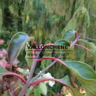 Green foliage with red petioles of EMMENOPTERYS henryi