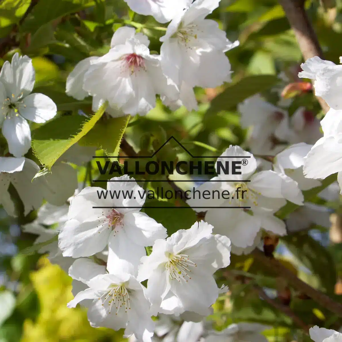 White flowers of PRUNUS 'Tai-Haku'