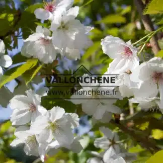 Flowers of PRUNUS 'Tai-Haku'