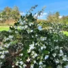 Weiße Blüten und Blätter von LESPEDEZA thunbergii ssp. thunbergii 'White Fountain'