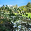 Weiße Blüten und Blätter von LESPEDEZA thunbergii ssp. thunbergii 'White Fountain'