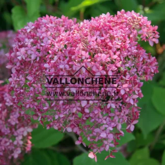 Nahaufnahme der rosa Blüte von HYDRANGEA arborescens 'Pink Annabelle'