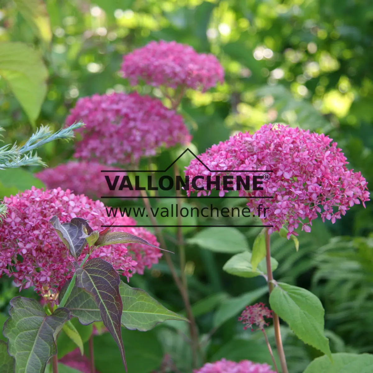 Fleurs roses et feuillage vert d'HYDRANGEA arborescens 'Pink Annabelle' (invincibelle)