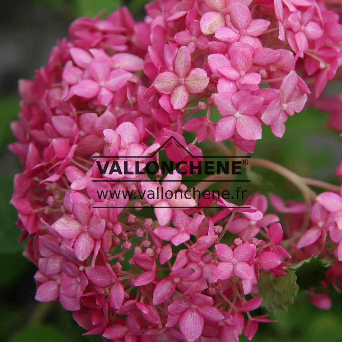 Gros plan sur la fleur rose de l'HYDRANGEA arborescens 'Pink Annabelle' (invincibelle)