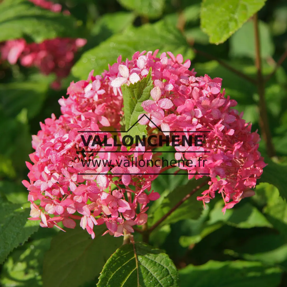 Pink flowers of HYDRANGEA arborescens 'Pink Annabelle' (invincibelle) in full sun