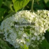 Close-up of white flower of HYDRANGEA arborescens 'Strong Annabelle' (incrediball)