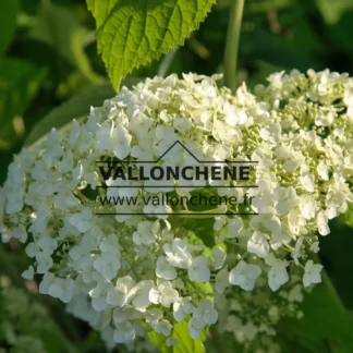 Nahaufnahme der weißen Blüte von HYDRANGEA arborescens 'Strong Annabelle' (Incrediball)