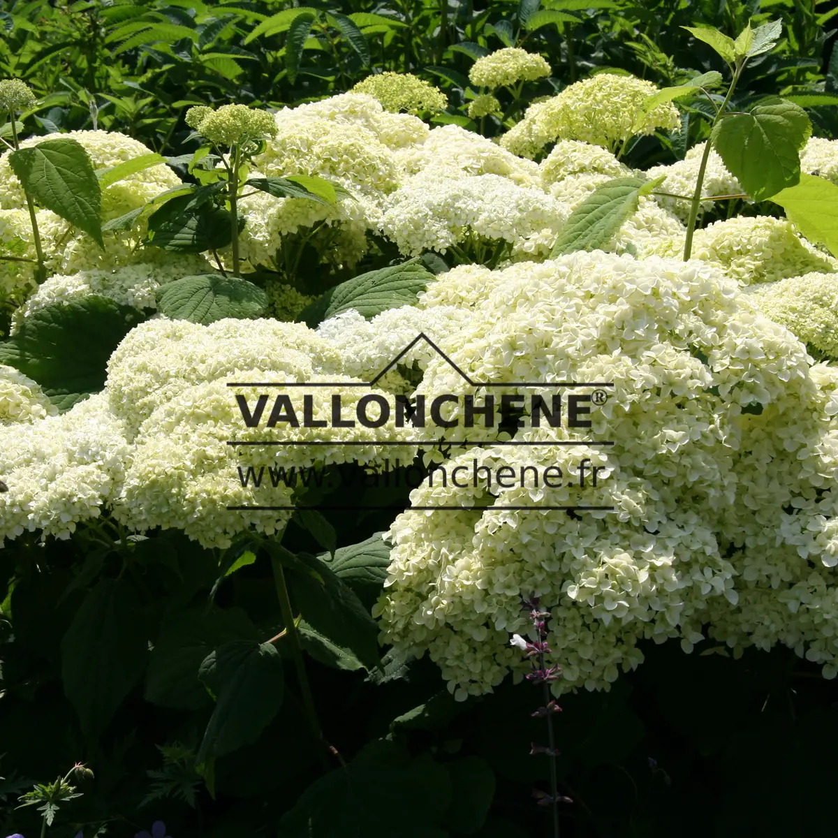 Massive white flowers of HYDRANGEA arborescens 'Strong Annabelle' (incrediball) at Powis Castle in Wales