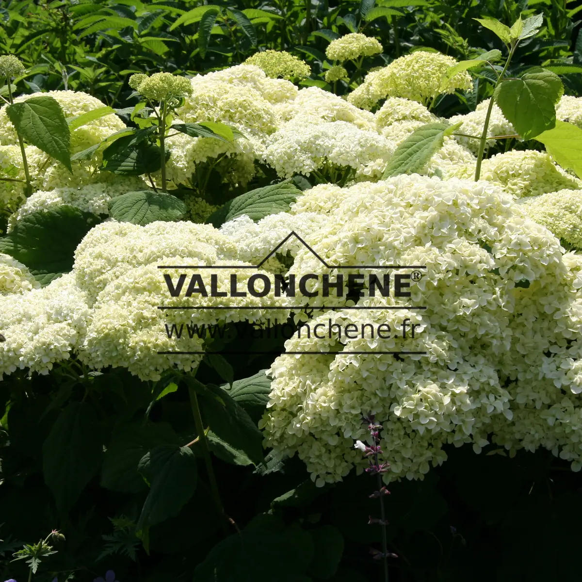 Riesige weiße Blüten von HYDRANGEA arborescens 'Strong Annabelle' (Incrediball) im Powis Castle in Wales