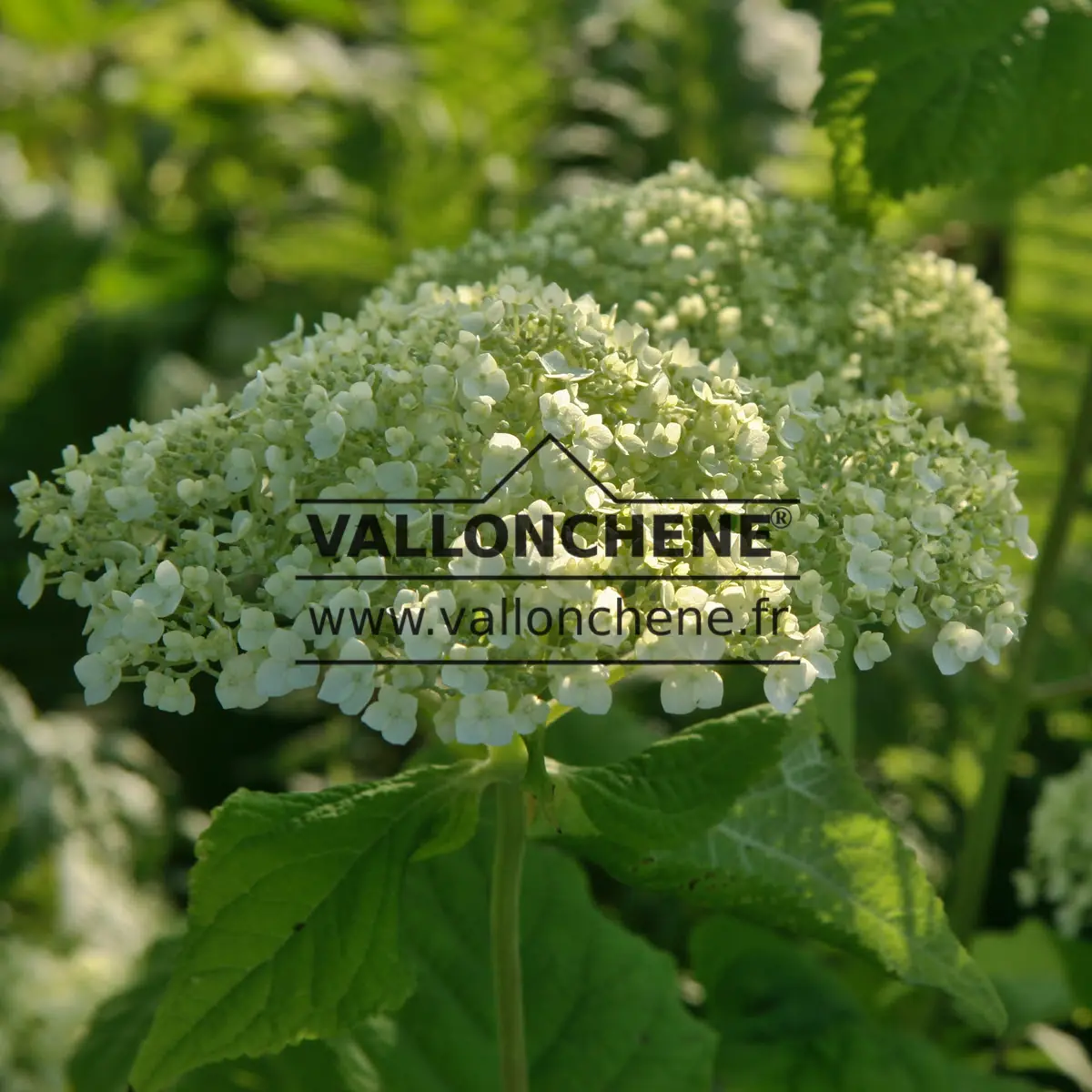 Beginning, still greenish flower of HYDRANGEA arborescens 'Strong Annabelle' (incrediball)