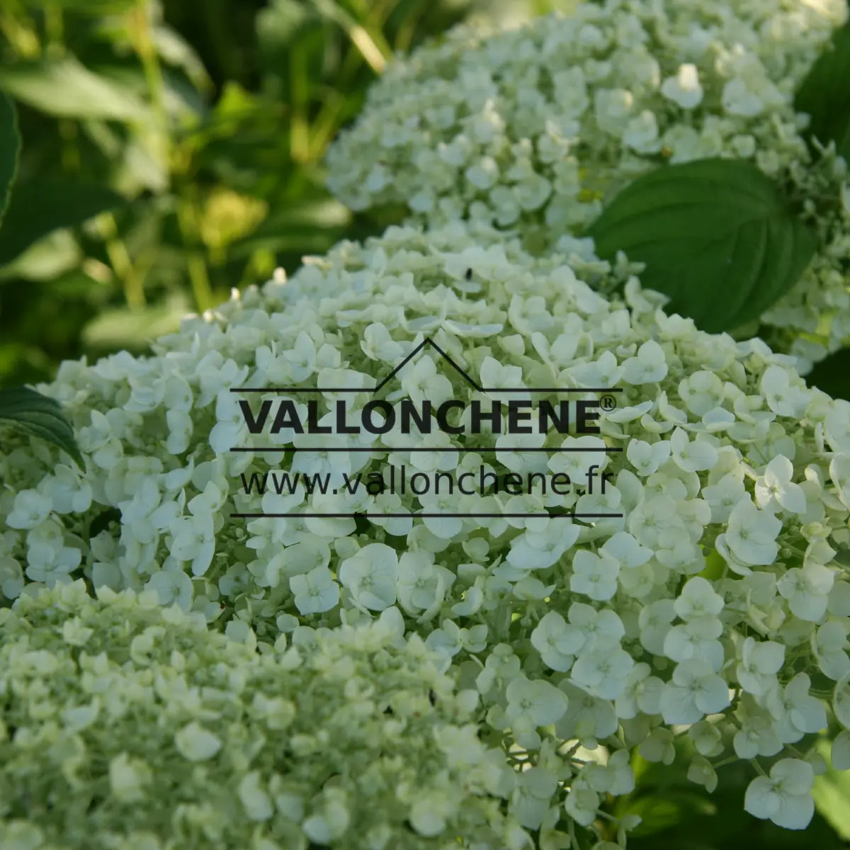 Fleurs de l'HYDRANGEA arborescens 'Strong Annabelle' (incrediball) à l'ombre