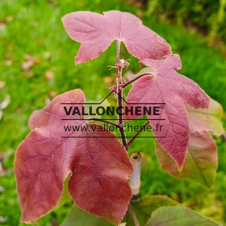 Red leaves of young shoots of LIQUIDAMBAR formosana