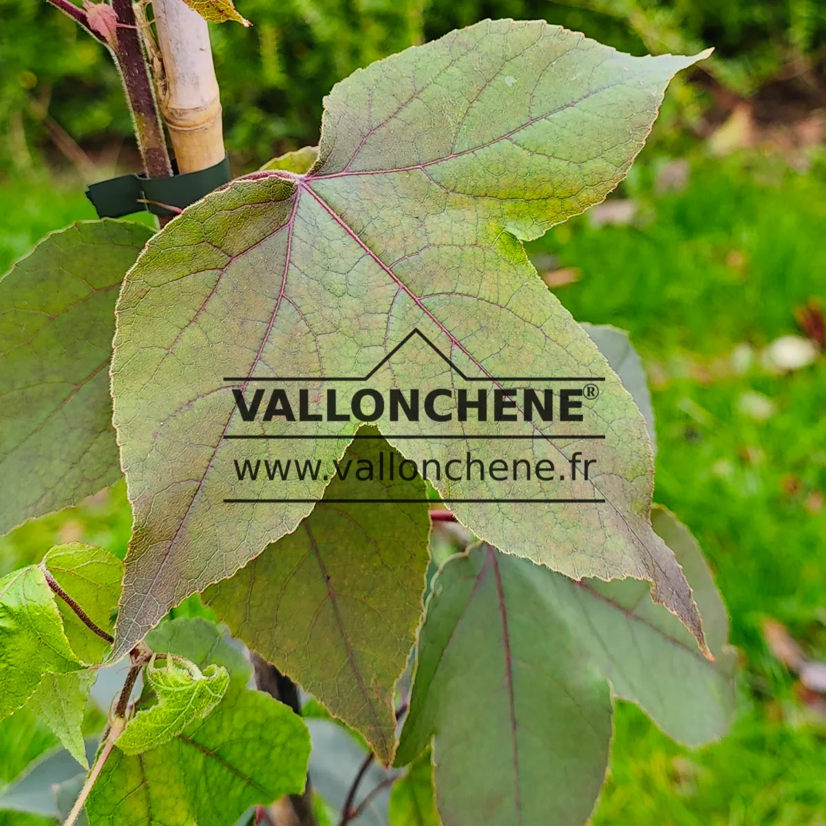 Feuille veinée du LIQUIDAMBAR formosana