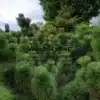 Un sujet de PINUS thunbergii 'Thunderhead' d'une vingtaine d'année à Vallonchêne Un sujet de PINUS thunbergii 'Thunderhead' d'une vingtaine d'année à Vallonchêne