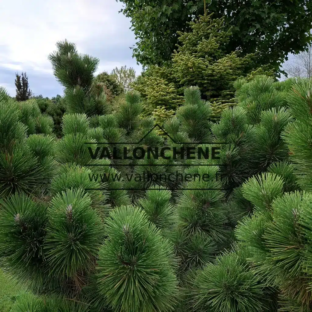 Un sujet de PINUS thunbergii 'Thunderhead' d'une vingtaine d'année à Vallonchêne