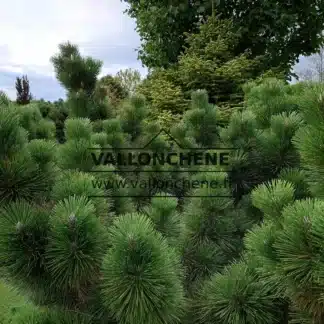 A specimen of PINUS thunbergii 'Thunderhead' around twenty years old in Vallonchêne