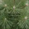Pousses et aiguilles d'un PINUS thunbergii 'Thunderhead' Pousses et aiguilles d'un PINUS thunbergii 'Thunderhead'
