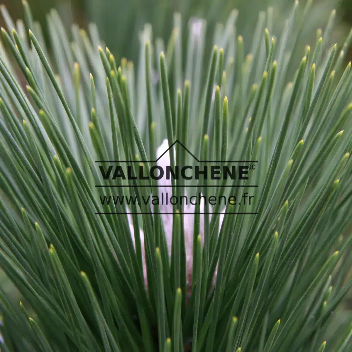 Close-up of the dark green needles and an emerging white shoot of PINUS thunbergii 'Thunderhead'