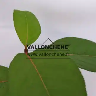 Feuillage vert avec la veine principale rouge d'un POPULUS koreana