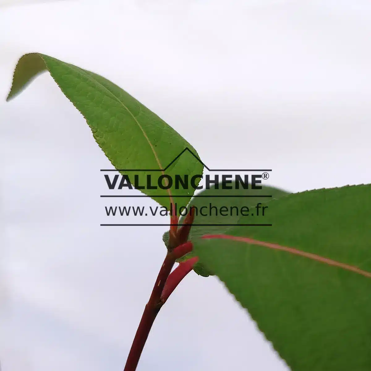 Green leaves with red petioles of POPULUS koreana