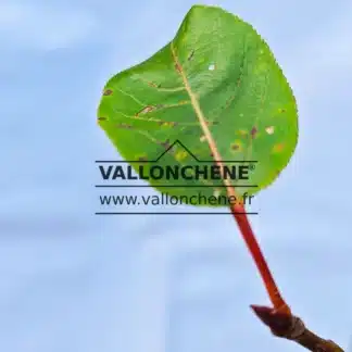 Feuille verte avec son pétiole rouge du POPULUS purdomii