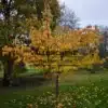 Feuillage d'automne rouge, orange et jaune du PRUNUS 'Tai-Haku'