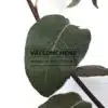 Feuille du PYRUS communis 'Sommberblut-Birne'