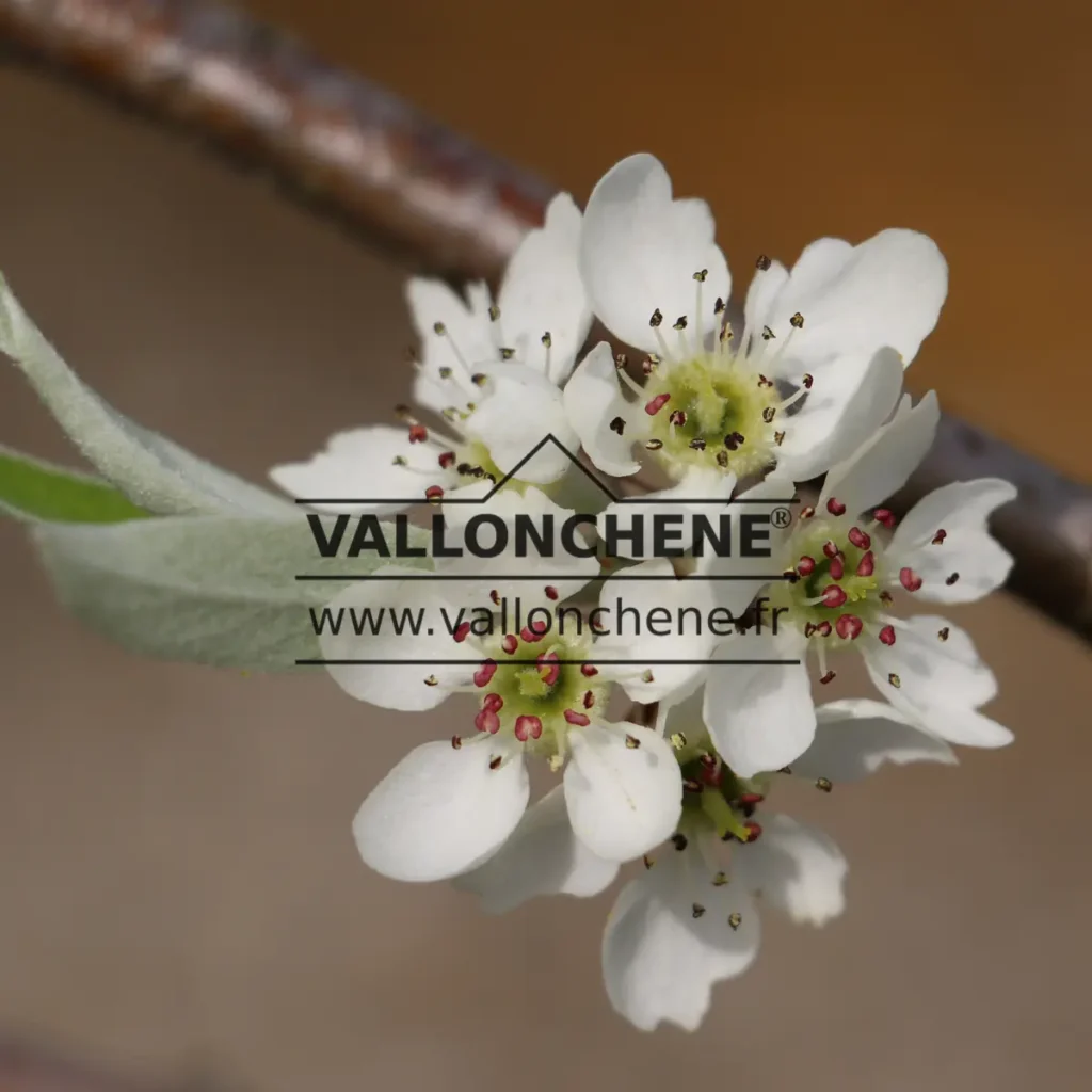 Nahaufnahme der weissen Blüte von PYRUS salicifolia 'Pendula' und dem grauen Laub