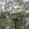 Graues Laub und weiße Blüten von PYRUS salicifolia 'Pendula' Graues Laub und weiße Blüten von PYRUS salicifolia 'Pendula'