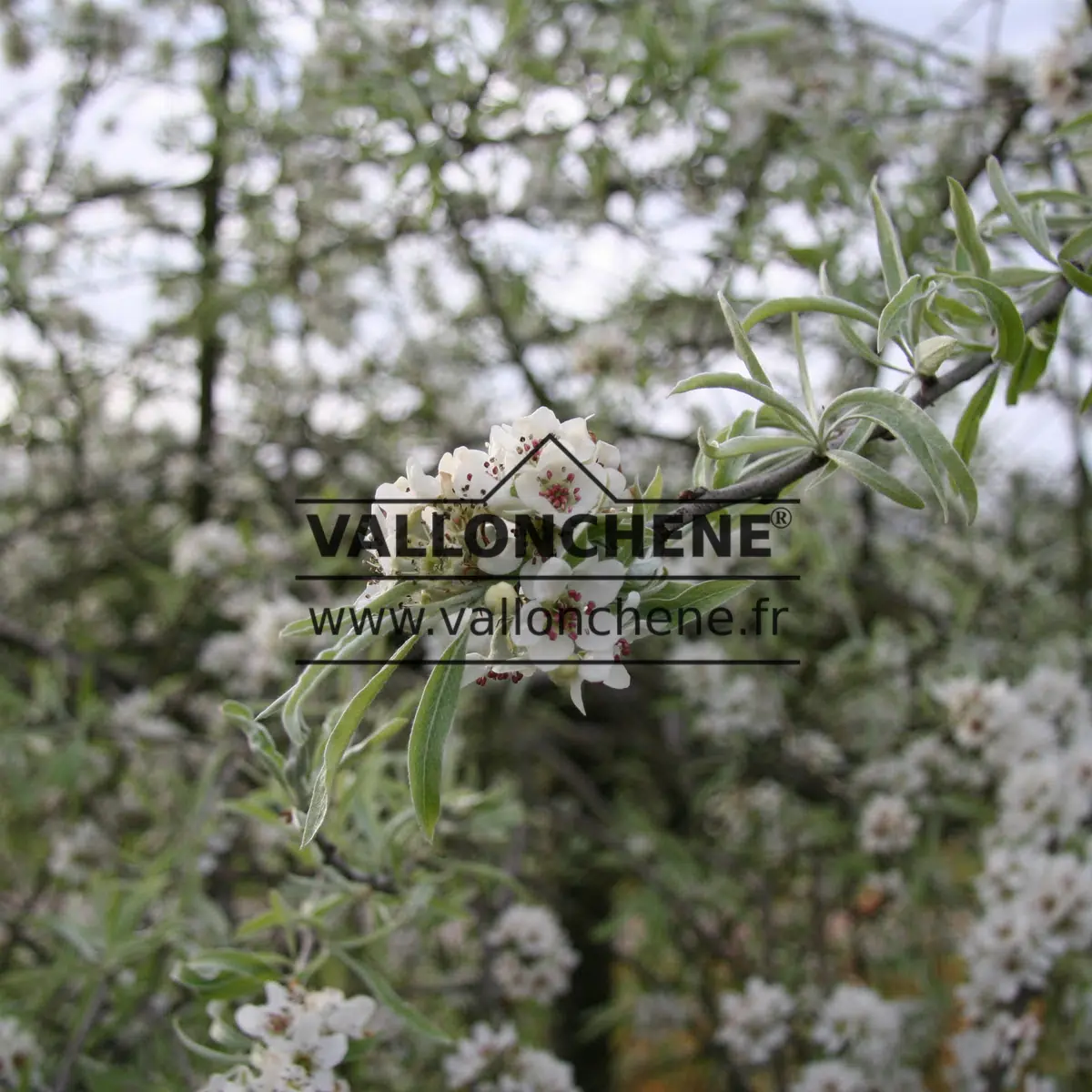 Gray foliage and white flowers of PYRUS salicifolia 'Pendula'