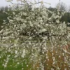 PYRUS salicifolia 'Pendula' voll weißer Blüten und dem tollen grauen Laub PYRUS salicifolia 'Pendula' voll weißer Blüten und dem tollen grauen Laub