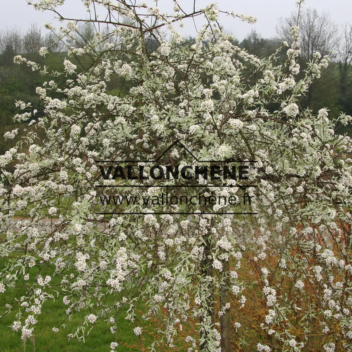 PYRUS salicifolia 'Pendula' couvert de fleurs avec son feuillage gris