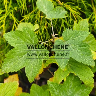 Feuilles vertes mouchetées de blanc en fin d'automne du RIBES americanum 'Variegatum'