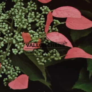 Close-up of pink flower of SCHIZOPHRAGMA hydrangeoides 'Roseum'