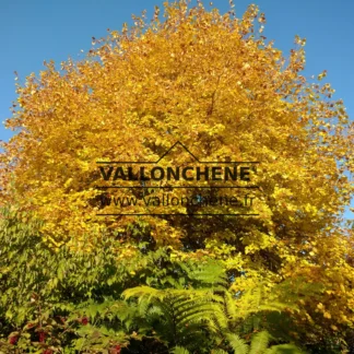 Feuillage automnal jaune vif du TILIA cordata 'Winter Orange'