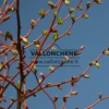 Gros plan sur le bois orange du TILIA cordata 'Winter Orange'