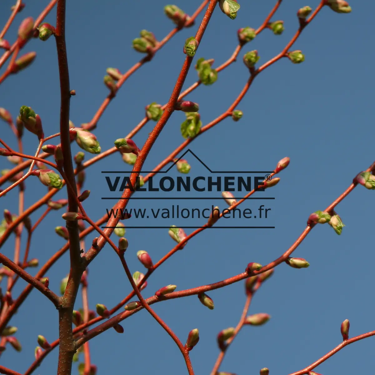 Close-up of the orange wood of TILIA cordata 'Winter Orange'