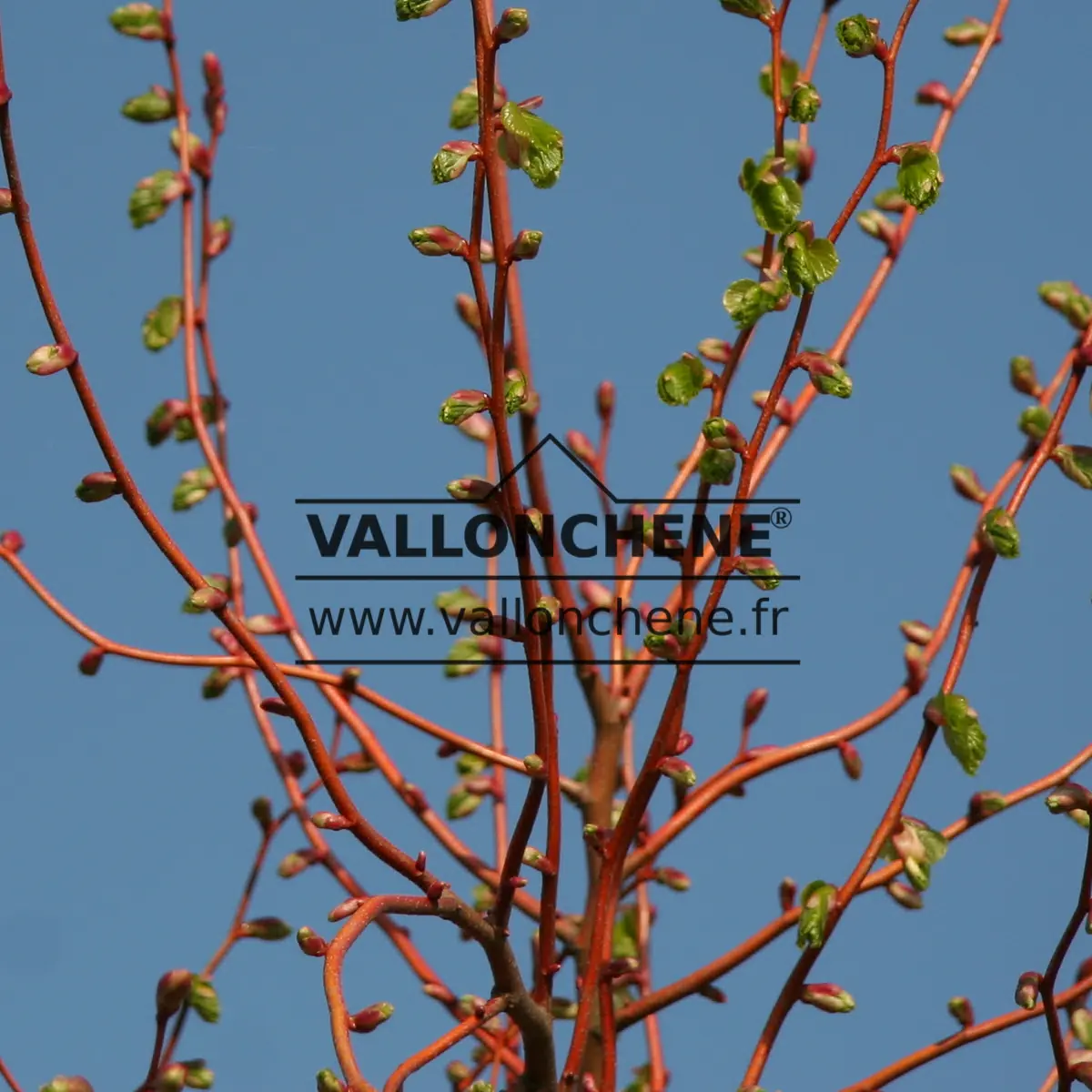 Orange branches and foliage at bud break of TILIA cordata 'Winter Orange'