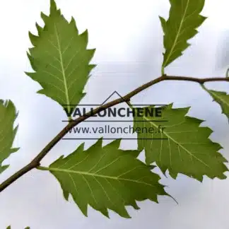 Gezackte grüne Blätter von ZELKOVA carpinifolia 'Verschaffeltii'