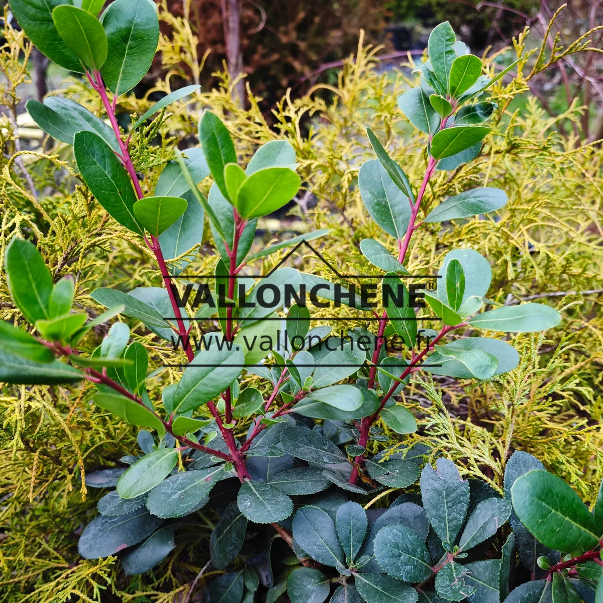 Foliage and red branches of ARBUTUS unedo 'Peace and Love'