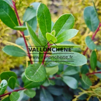 Close-up of young shoots with red branches of ARBUTUS unedo 'Peace and Love'