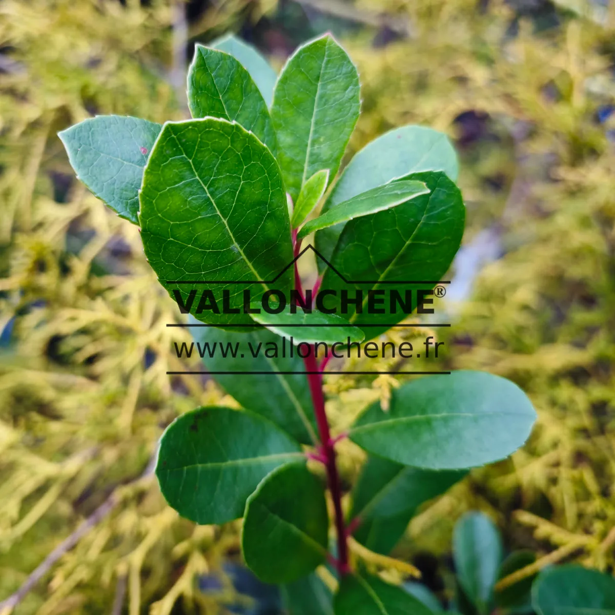 Close-up of green leaves of ARBUTUS unedo 'Peace and Love'