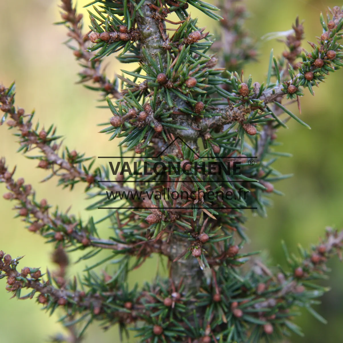 Close-up of the needles and bark of CEDRUS libanii ssp. brevifolia 'Kenwith'