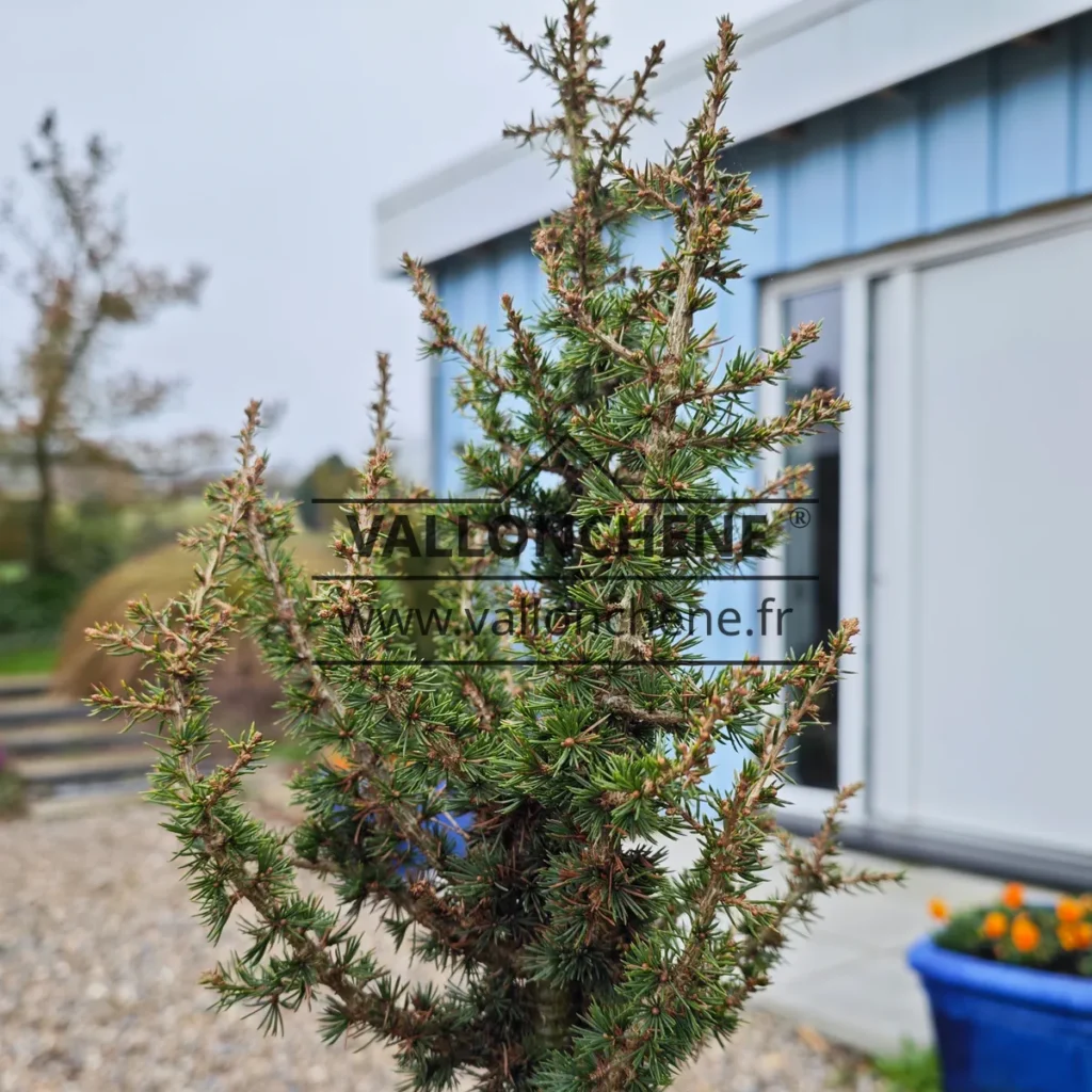 A specimen of CEDRUS libanii ssp. brevifolia 'Kenwith' with a height of 40 cm