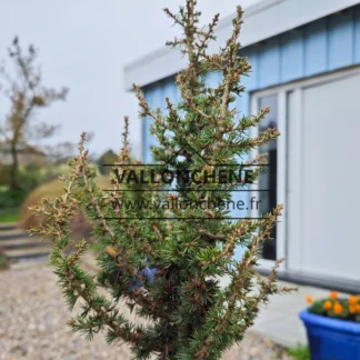 Eine Exemplar von CEDRUS libanii ssp. Brevifolia 'Kenwith' mit einer Höhe von 40 cm