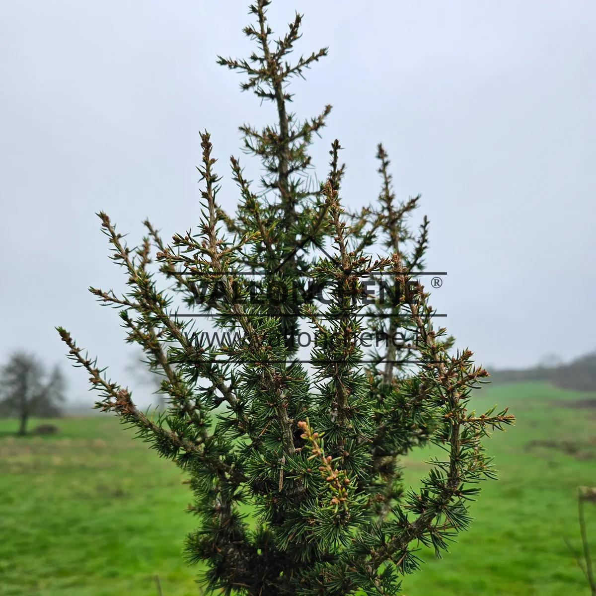 Close-up view of a CEDRUS libanii ssp. brevifolia 'Kenwith' 8 years old