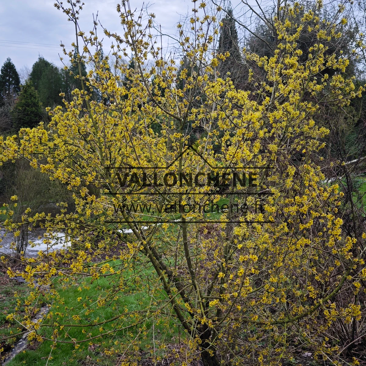 Exemplar von CORNUS mas 'Jolico' voller Blumen im Februar
